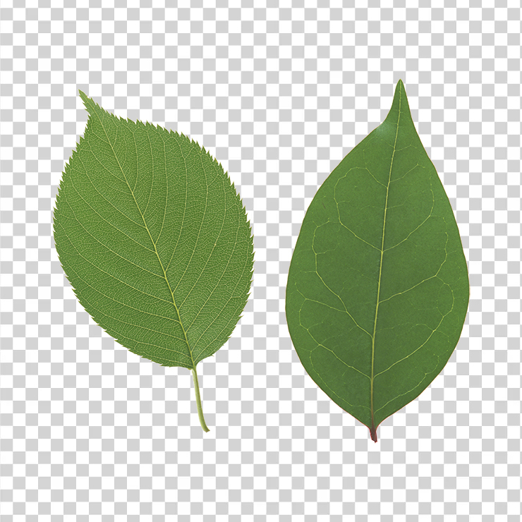 Green Leaves 24