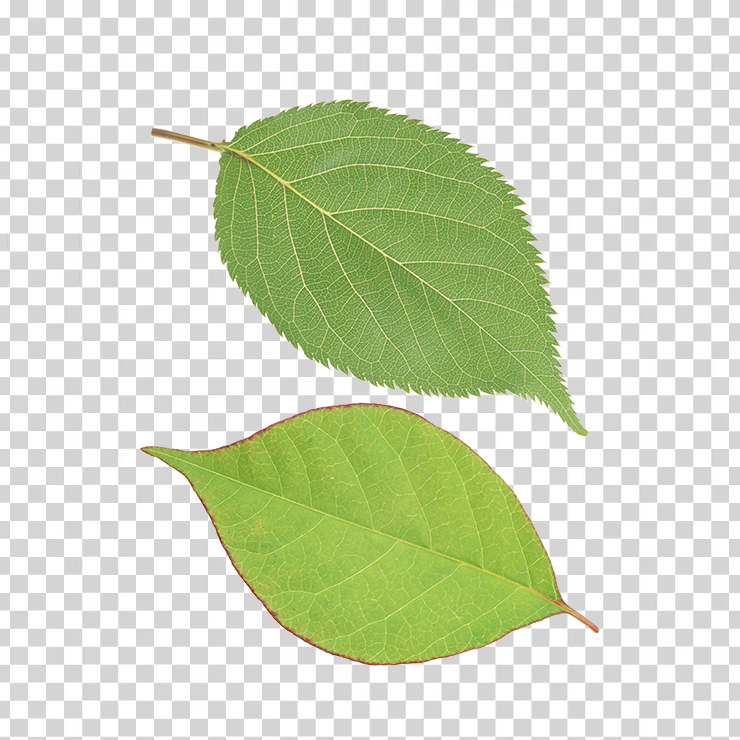 Green Leaves 25