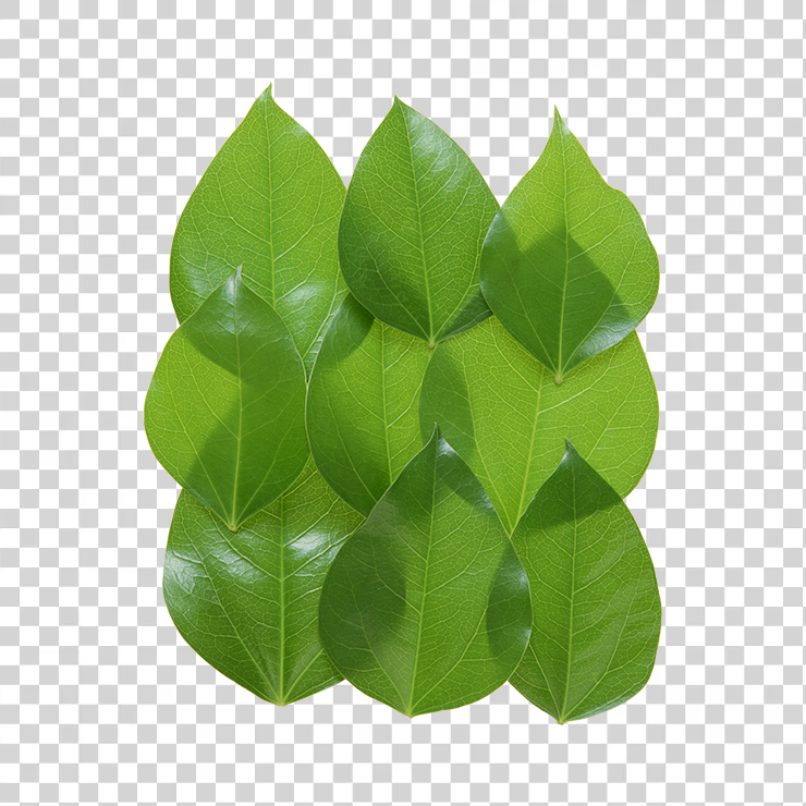 Green Leaves 27