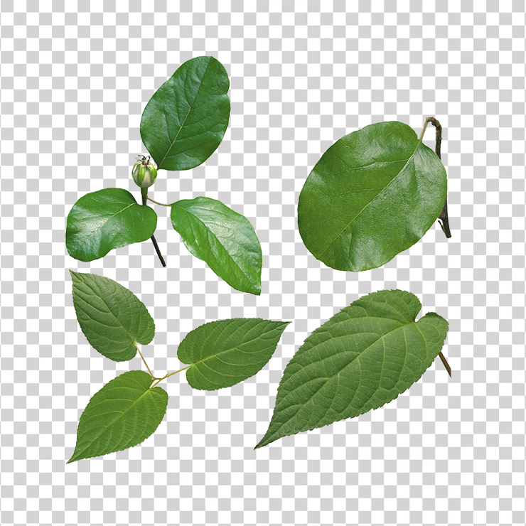 Green Leaves 3