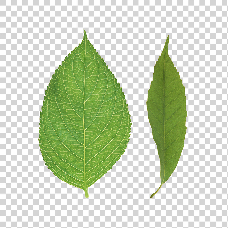 Green Leaves 33