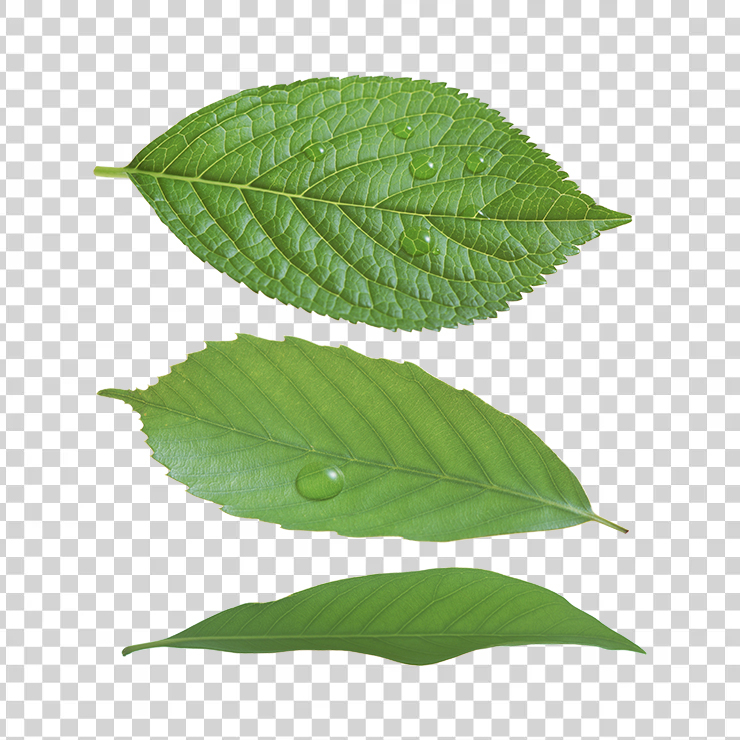 Green Leaves 34