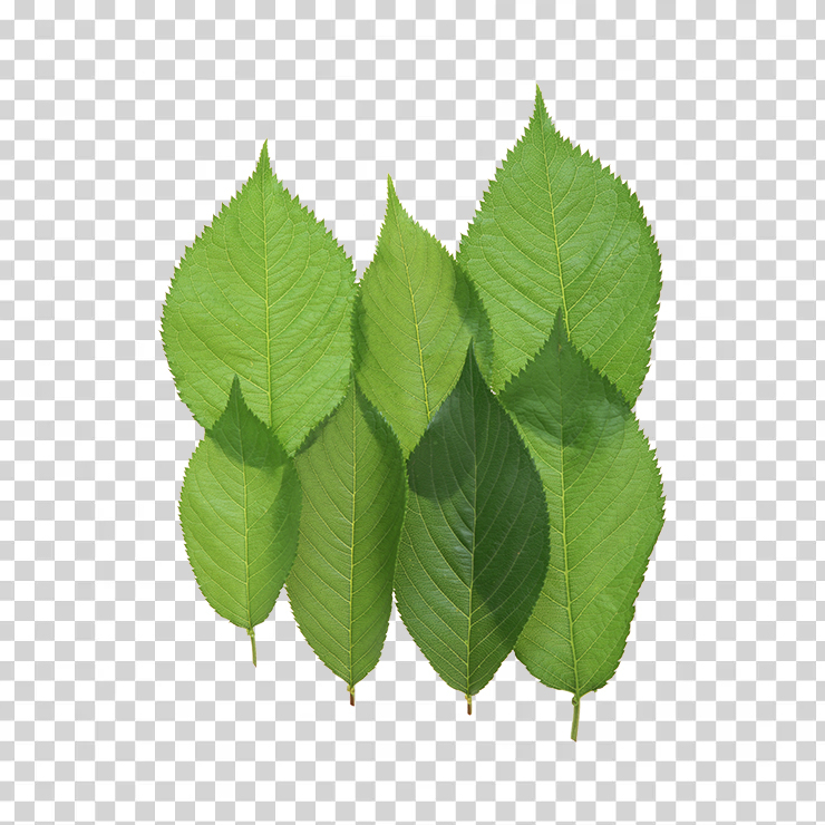 Green Leaves 36