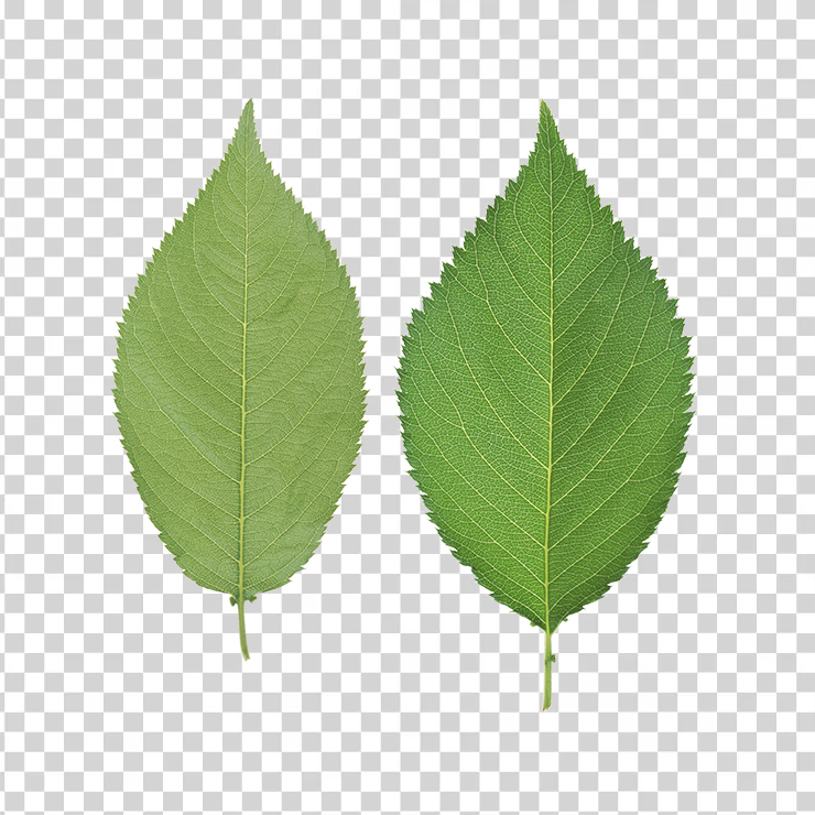 Green Leaves 37