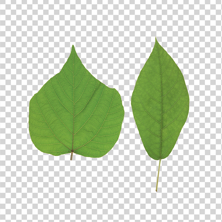 Green Leaves 41