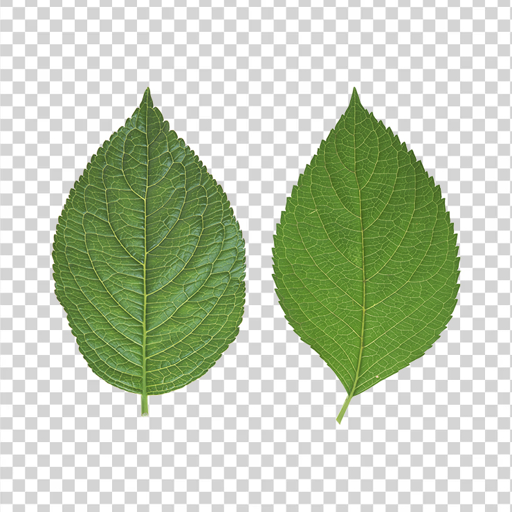 Green Leaves 43