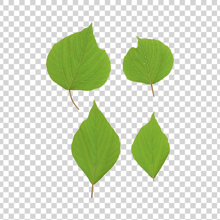 Green Leaves 44