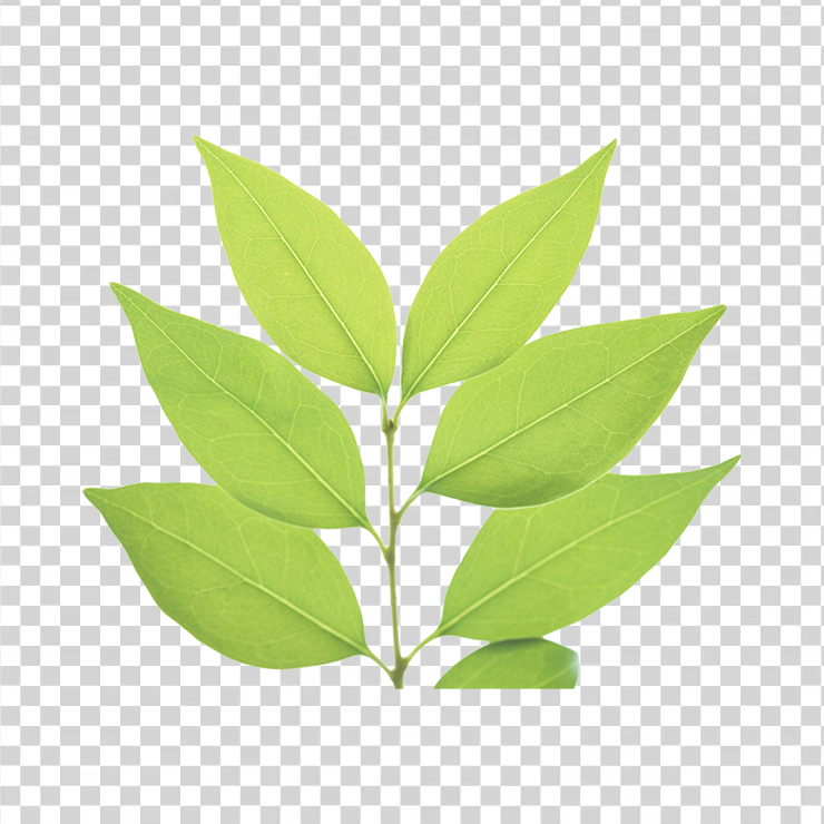 Green Leaves 5