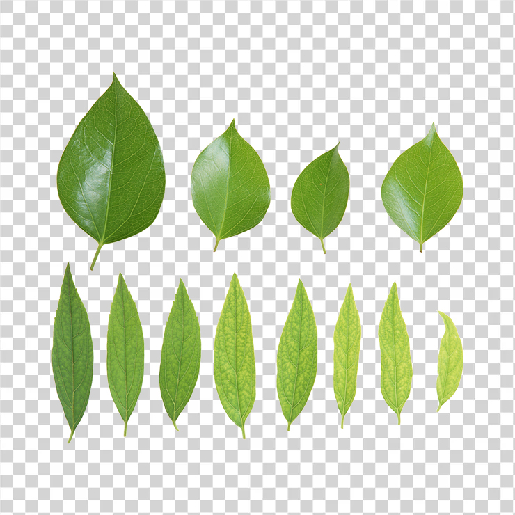 Green Leaves 51