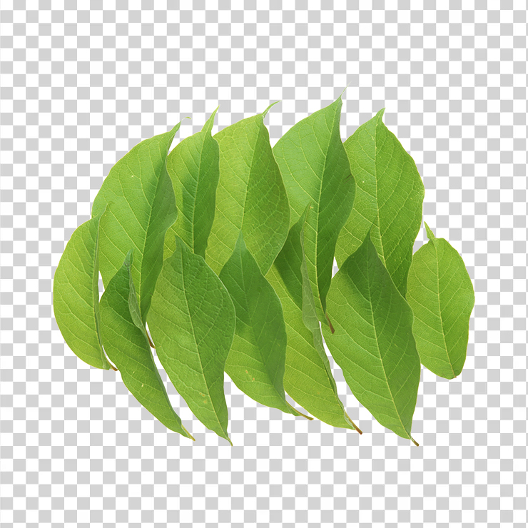 Green Leaves 52