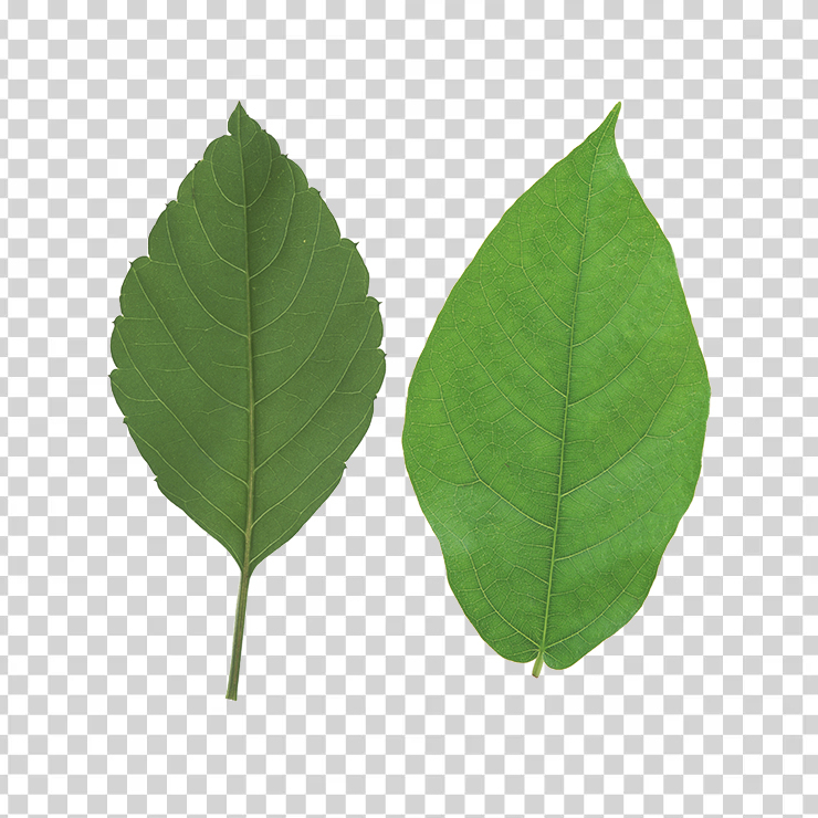 Green Leaves 59