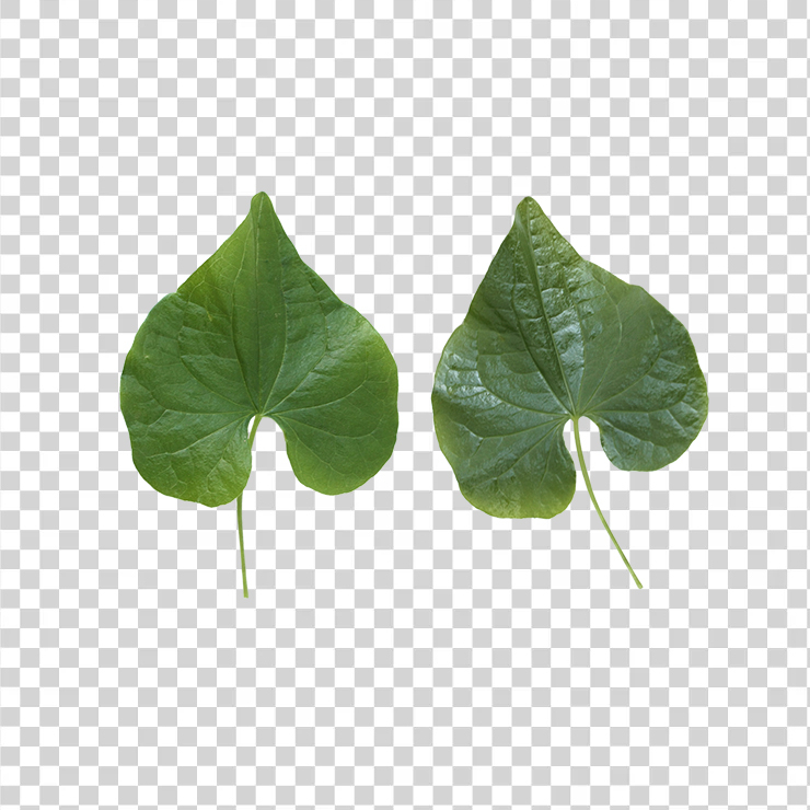 Green Leaves 61