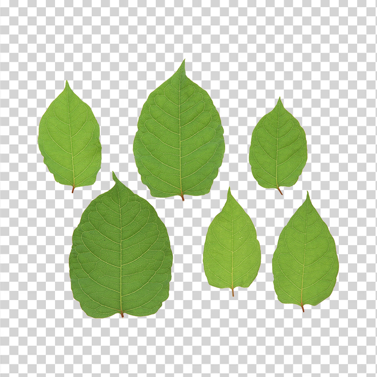 Green Leaves 7