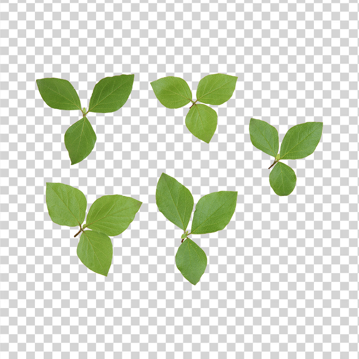 Green Leaves 8