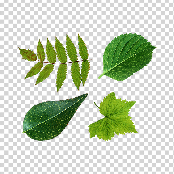 Green Leaves 9