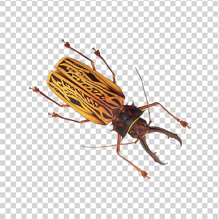 Insect 1