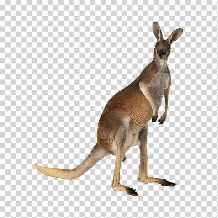 Kangaroo 01