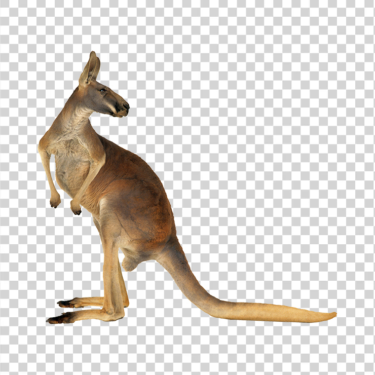 Kangaroo 02