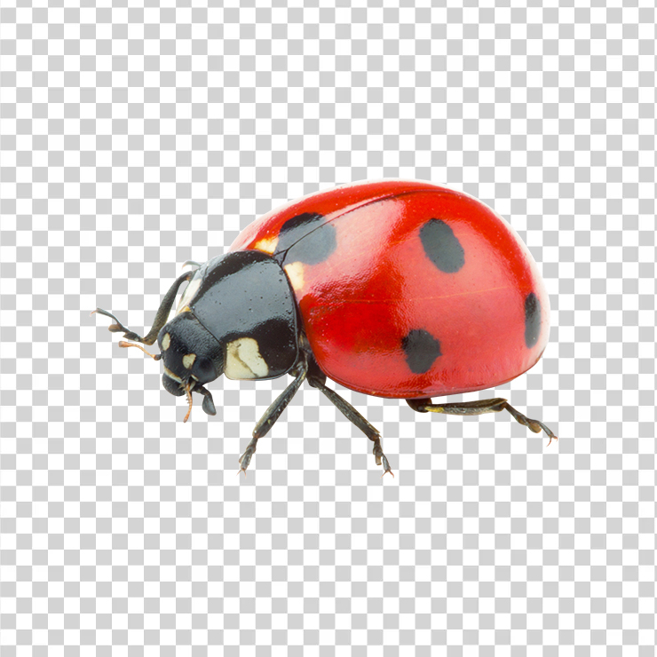 Ladybug 693