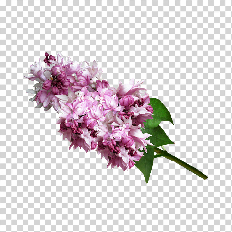 Lilac 8