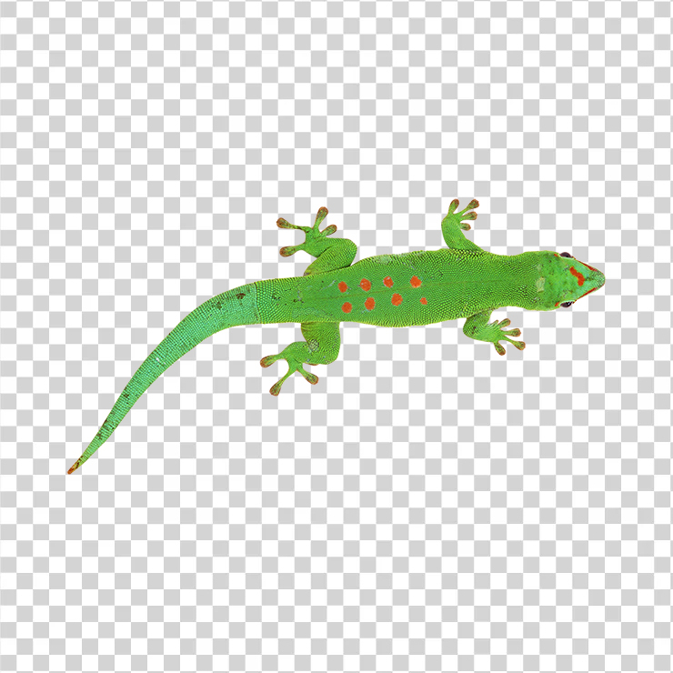 Lizard 06
