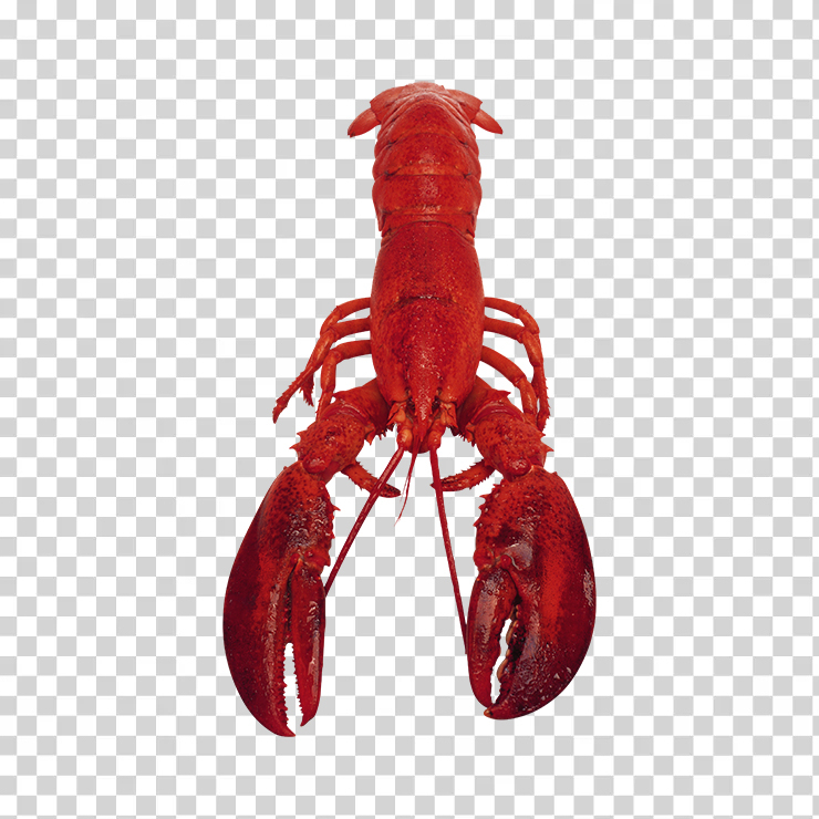 Lobster 07