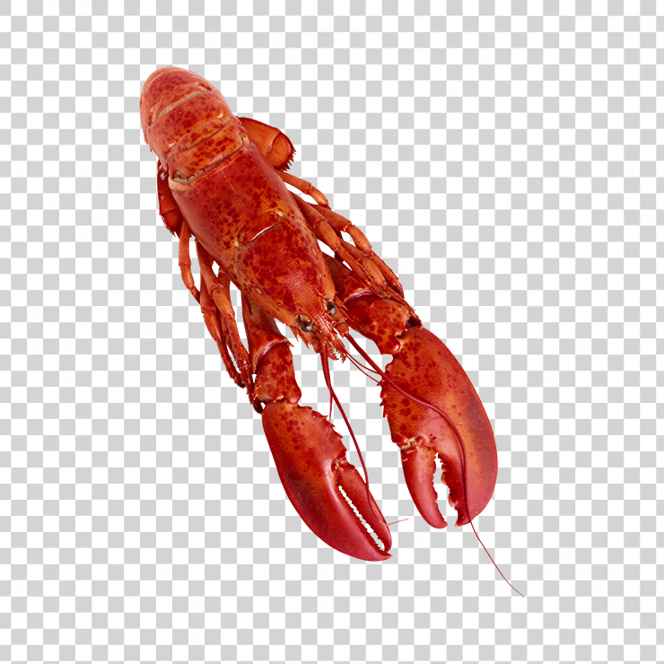 Lobster 08