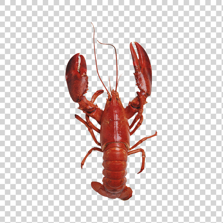 Lobster 09