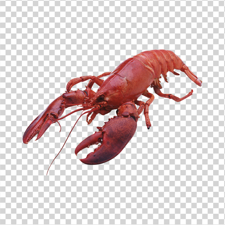 Lobster 10