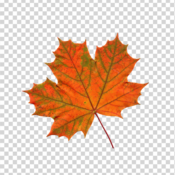 Maple Leaf 856