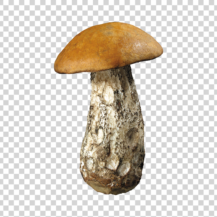 Mushroom 12