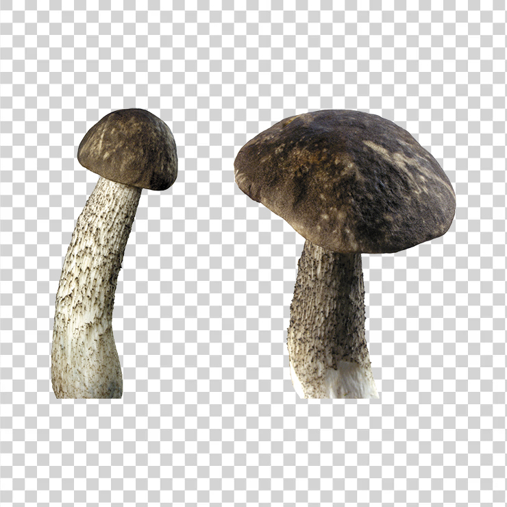 Mushroom 14