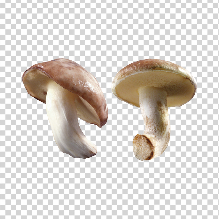 Mushroom 19