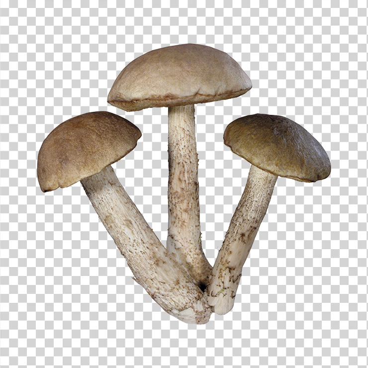 Mushroom 24