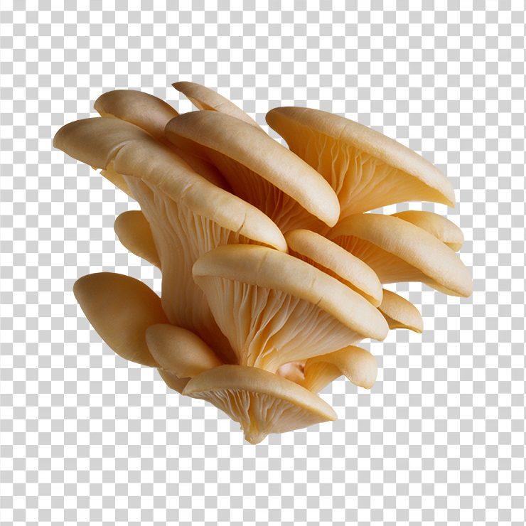 Mushroom 25