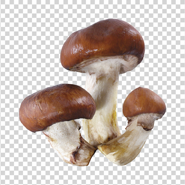 Mushroom 28