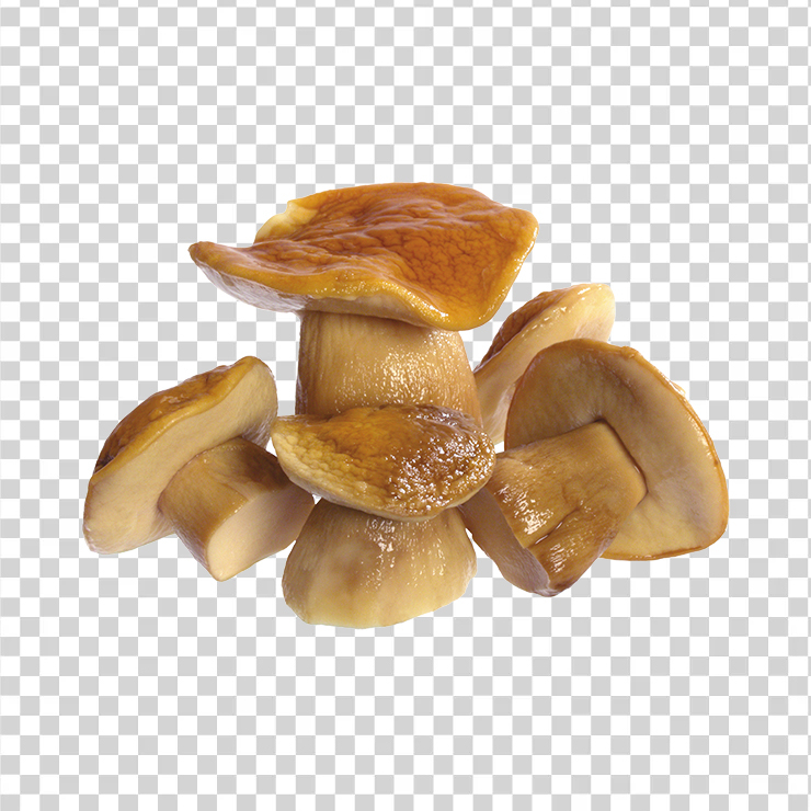 Mushroom 29