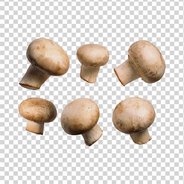 Mushroom 35