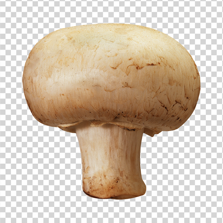 Mushroom 36
