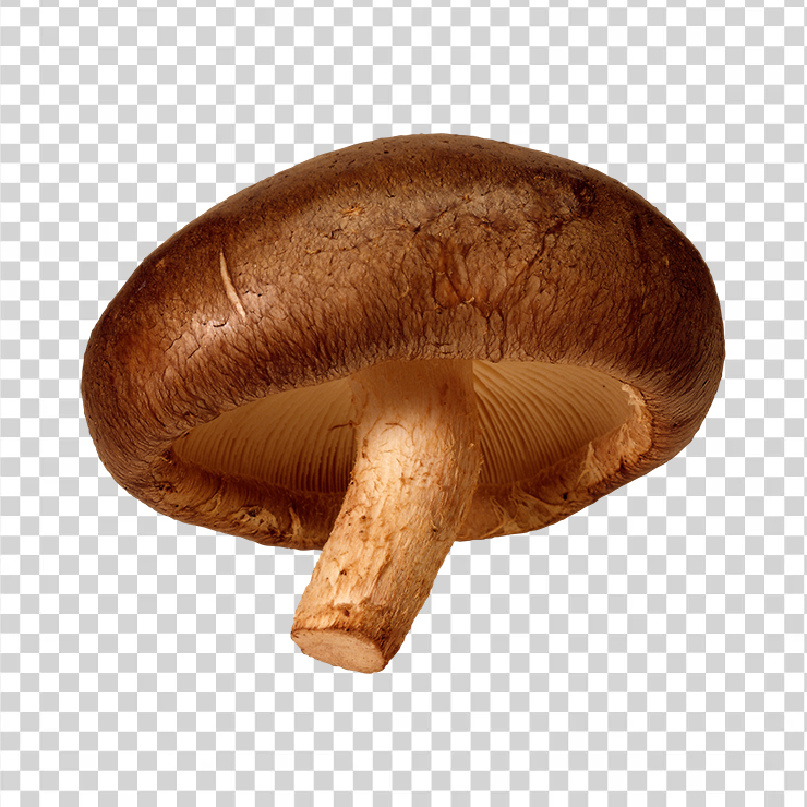 Mushroom 40