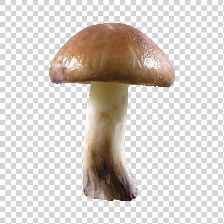 Mushroom 7
