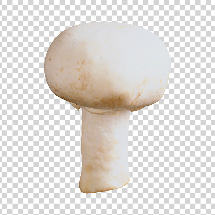 Mushroom 8