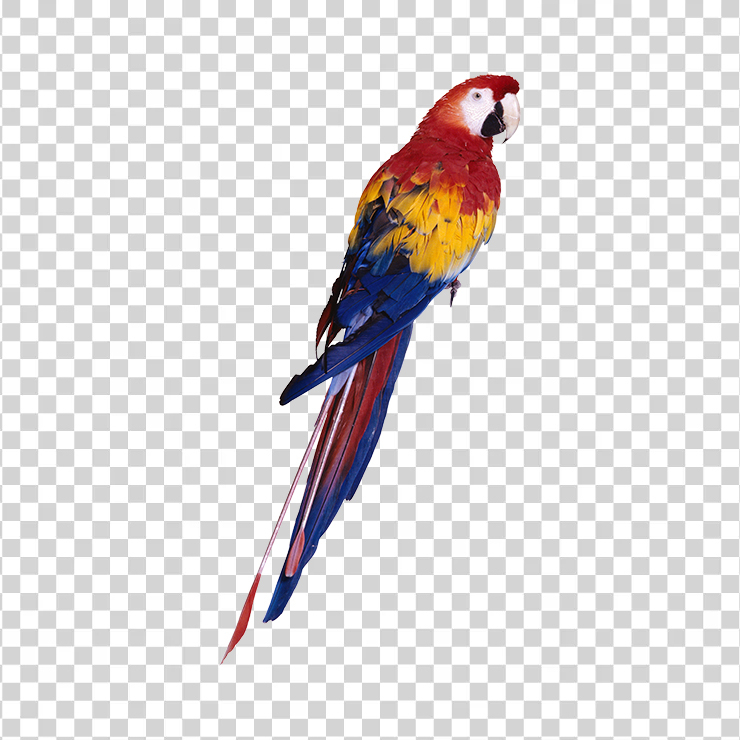 
									Parrot 01