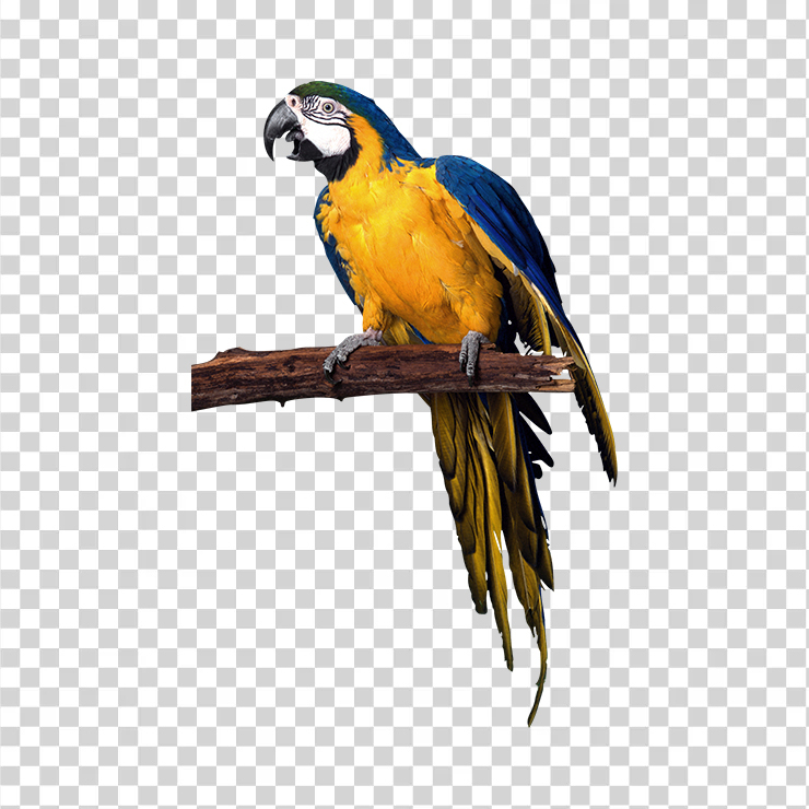 Parrot 03