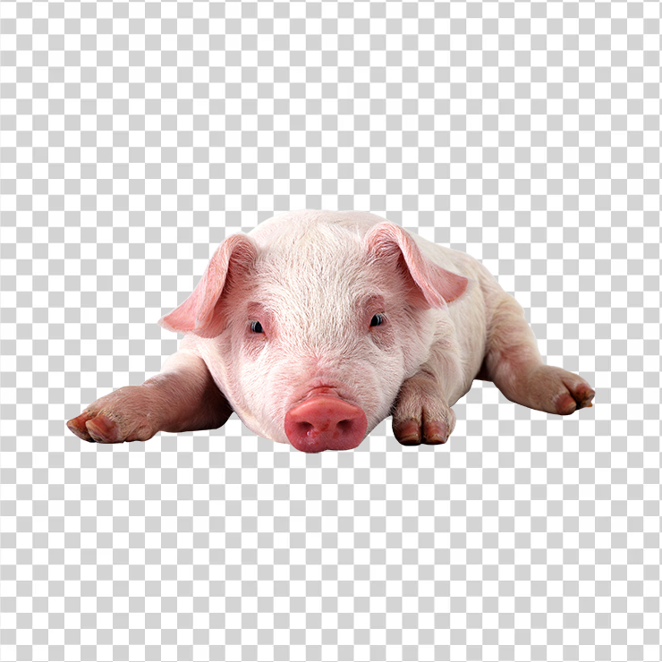 Pig 01