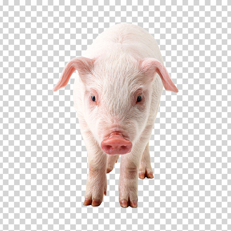 Pig 03
