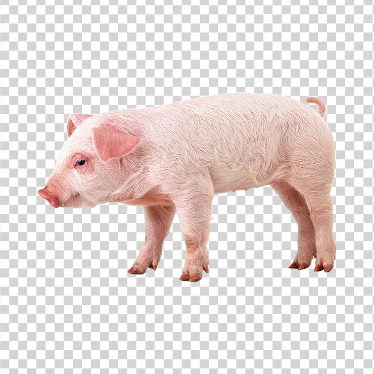 Pig 08
