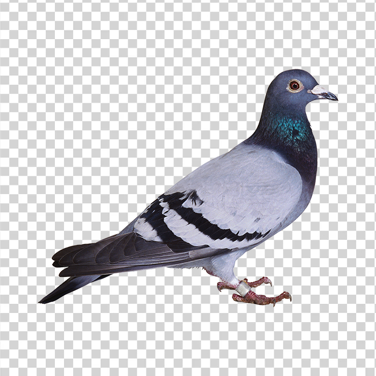 Pigeon 01