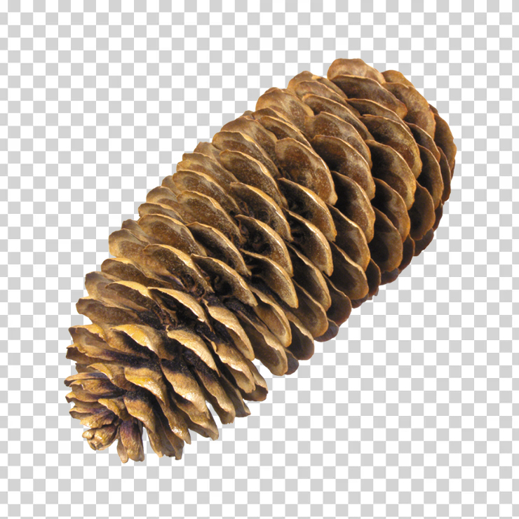 Pine Cone 11