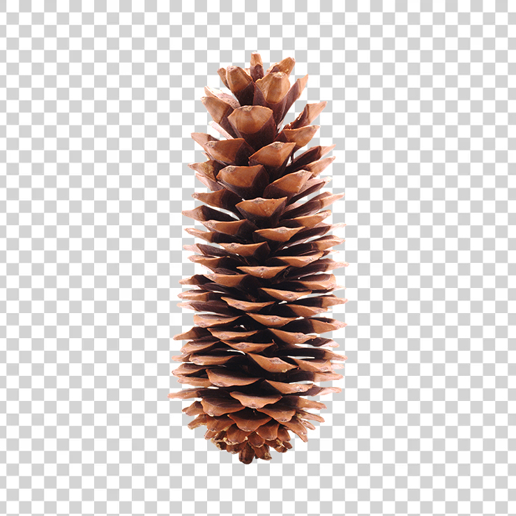 Pine Cone 12